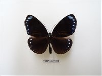 藏品(雙標紫斑蝶)的圖片